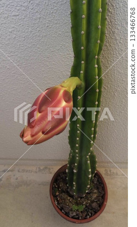 一夜柱狀仙人掌花 133466768