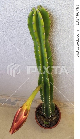 One-night columnar cactus flower 133466769