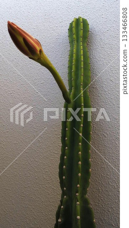 One-night columnar cactus flower One-night columnar cactus flower 133466808