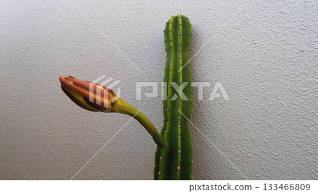 One-night columnar cactus flower 133466809