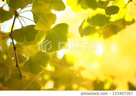Blue sky and yellow ginkgo leaves 133467167