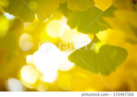 Blue sky and yellow ginkgo leaves 133467168