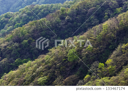 從Tanzawa / Tonodake看到的新鮮綠色山面 133467174