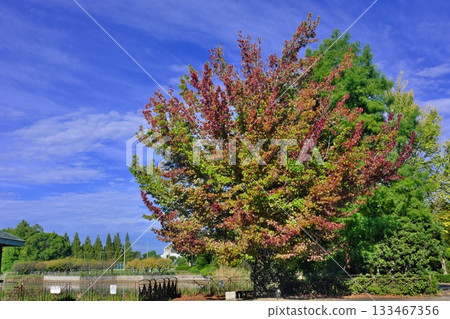 Autumnal leaves 133467356