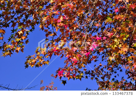 Autumn leaves shining in the blue sky 133467378
