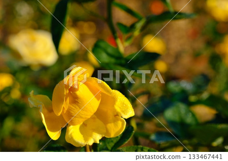 Yellow rose Yellow rose 133467441