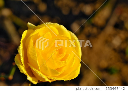 黃玫瑰 133467442