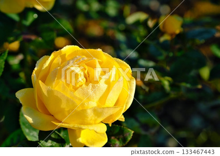 Yellow rose 133467443