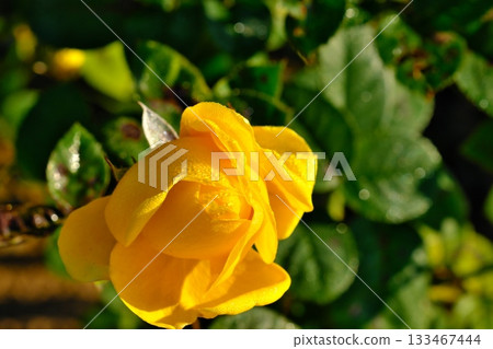 黃玫瑰 黃玫瑰 133467444