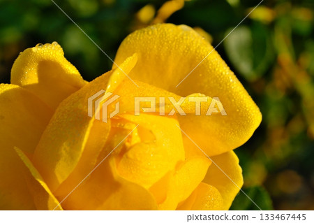 Yellow rose 133467445