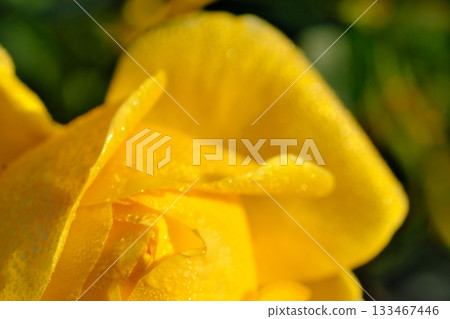 Yellow rose Yellow rose 133467446