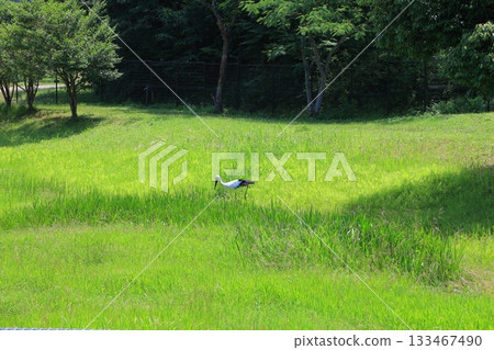 兵庫縣豐岡市鸛鳥村公園觀賞區的鸛鳥 兵庫縣豐岡市鸛鳥村公園觀賞區的鸛鳥 133467490