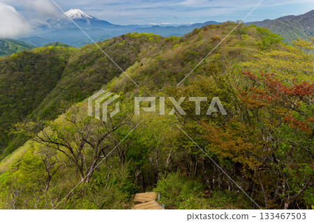 丹澤和鍋割山的嫩綠新芽，以及富士山上殘留的積雪。 133467503