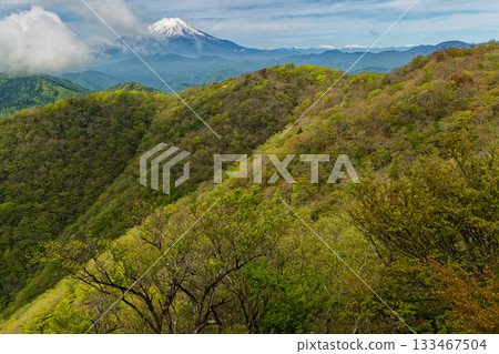 Fresh greenery of Tanzawa and Mt. Nabewari and remaining snow on Mt. Fuji Fresh greenery of Tanzawa and Mt. Nabewari and remaining snow on Mt. Fuji 133467504