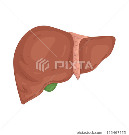 Illustration of human liver Illustration of human liver 133467555