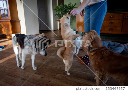 Home environment with attentive pets, Trainer engaging dogs using treats in cozy living space, Sunlit room where trainer rewards attentive dogs with toys and gentle praise Home environment with attentive pets, Trainer engaging dogs using treats in cozy living space, Sunlit room where trainer rewards attentive dogs with toys and gentle praise 133467657