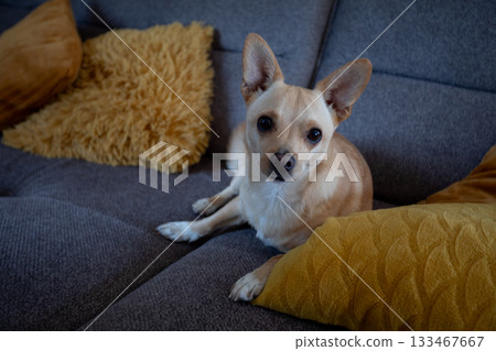 Faithful pet keeps watch, Quiet canine remains alert and attentive while peacefully resting, Tranquil dog stays vigilant and focused on surroundings during peaceful slumber 133467667