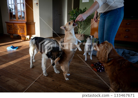 Dog behavior review, Inside room pet behavior check, Evaluating small dog conduct in indoor environment, Assessment of canine behavior traits conducted within enclosed space Dog behavior review, Inside room pet behavior check, Evaluating small dog conduct in indoor environment, Assessment of canine behavior traits conducted within enclosed space 133467671