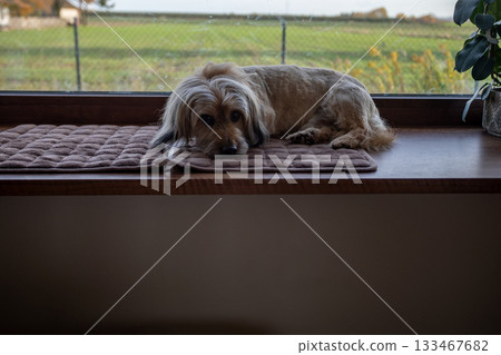 Calm animal watching, Quiet pet observing surroundings peacefully, Serene creature gazing outside in tranquil silence, Relaxed animal calmly observing environment around quietly Calm animal watching, Quiet pet observing surroundings peacefully, Serene creature gazing outside in tranquil silence, Relaxed animal calmly observing environment around quietly 133467682