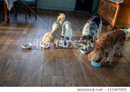 Animals share meal, Pets dining peacefully nearby, Furry friends enjoy tranquil feeding session, Group of animals nourished together on polished wooden flooring Animals share meal, Pets dining peacefully nearby, Furry friends enjoy tranquil feeding session, Group of animals nourished together on polished wooden flooring 133467695