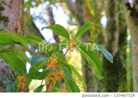 桂花花蕾 桂花花蕾 133467729