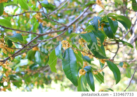 Sweet Osmanthus buds Sweet Osmanthus buds 133467733