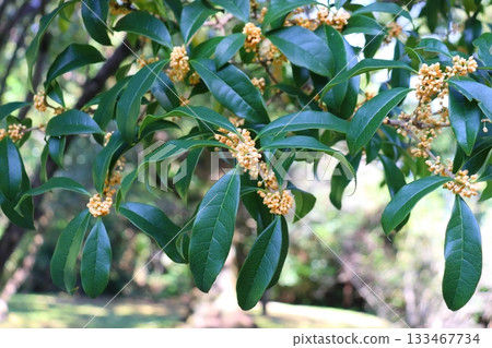 桂花花蕾 桂花花蕾 133467734