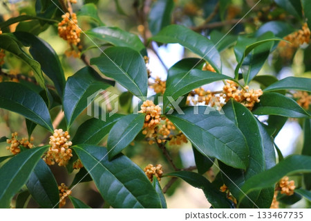 桂花花蕾 桂花花蕾 133467735