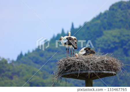 A stork resting on an artificial nest tower at Stork Village Park in Toyooka City, Hyogo Prefecture 133467765
