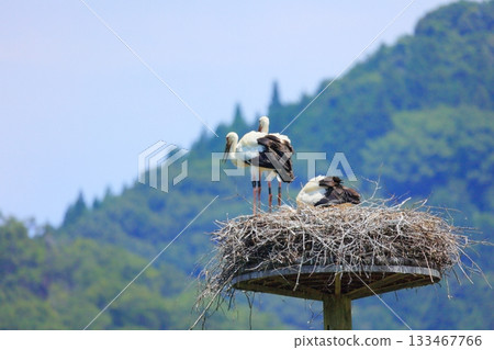 A stork resting on an artificial nest tower at Stork Village Park in Toyooka City, Hyogo Prefecture 133467766