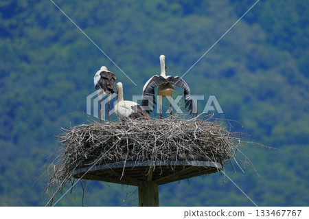 一隻鸛棲息在兵庫縣豐岡市鸛村公園的人工巢塔上。 133467767