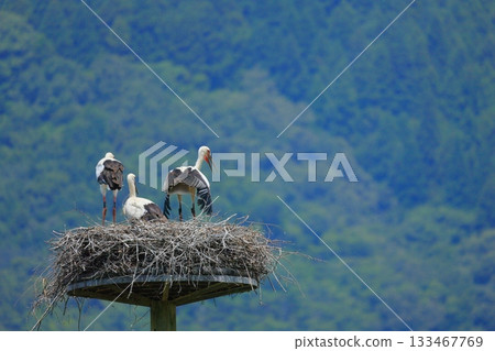 A stork resting on an artificial nest tower at Stork Village Park in Toyooka City, Hyogo Prefecture 133467769