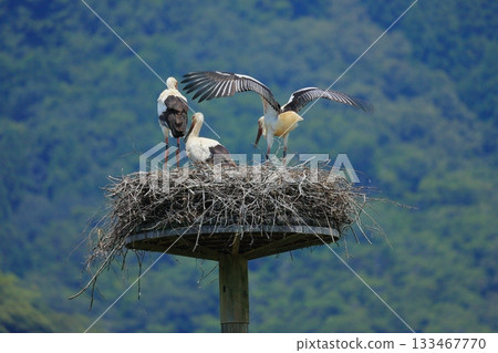 A stork resting on an artificial nest tower at Stork Village Park in Toyooka City, Hyogo Prefecture 133467770