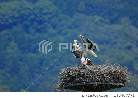 A stork resting on an artificial nest tower at Stork Village Park in Toyooka City, Hyogo Prefecture 133467771