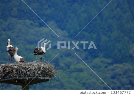 A stork resting on an artificial nest tower at Stork Village Park in Toyooka City, Hyogo Prefecture 133467772