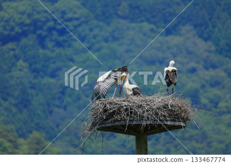 A stork resting on an artificial nest tower at Stork Village Park in Toyooka City, Hyogo Prefecture 133467774
