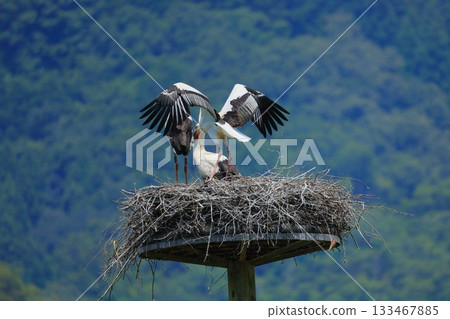 A stork resting on an artificial nest tower at Stork Village Park in Toyooka City, Hyogo Prefecture 133467885