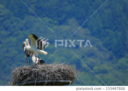 A stork resting on an artificial nest tower at Stork Village Park in Toyooka City, Hyogo Prefecture 133467888