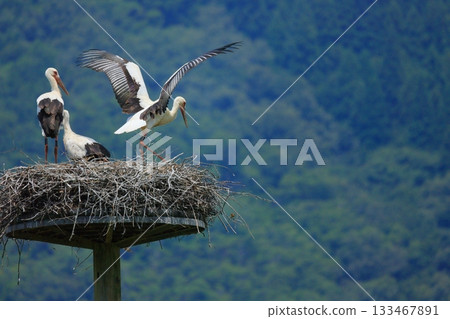 A stork resting on an artificial nest tower at Stork Village Park in Toyooka City, Hyogo Prefecture 133467891