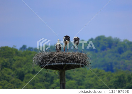 A stork resting on an artificial nest tower at Stork Village Park in Toyooka City, Hyogo Prefecture 133467998