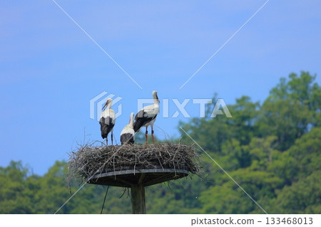 A stork resting on an artificial nest tower at Stork Village Park in Toyooka City, Hyogo Prefecture 133468013