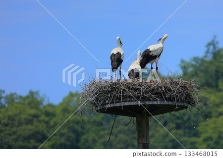 A stork resting on an artificial nest tower at Stork Village Park in Toyooka City, Hyogo Prefecture 133468015