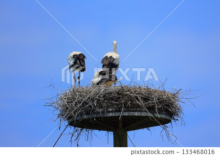 A stork resting on an artificial nest tower at Stork Village Park in Toyooka City, Hyogo Prefecture 133468016