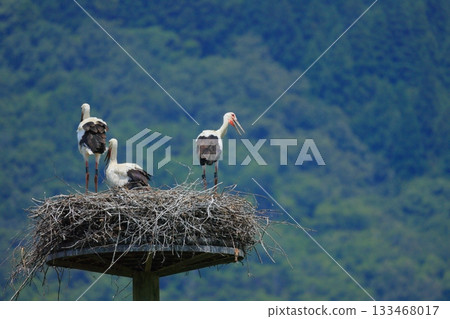 A stork resting on an artificial nest tower at Stork Village Park in Toyooka City, Hyogo Prefecture 133468017