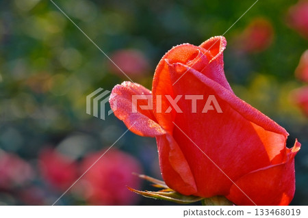 A red rose 133468019