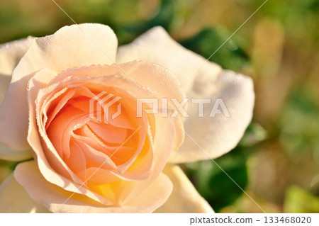 鮭魚粉紅色的玫瑰 133468020