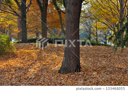 落葉地毯 133468055