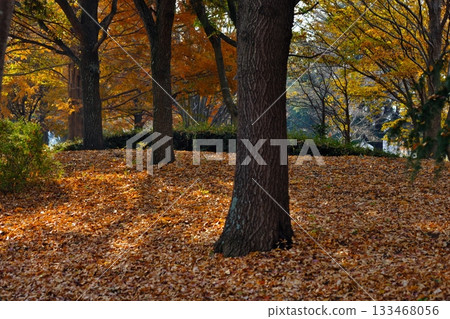 落葉地毯 落葉地毯 133468056