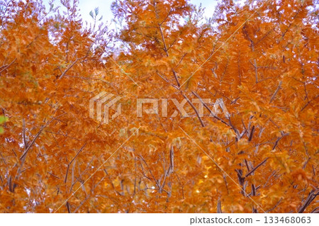 Autumn leaves shining in the autumn sky Autumn leaves shining in the autumn sky 133468063