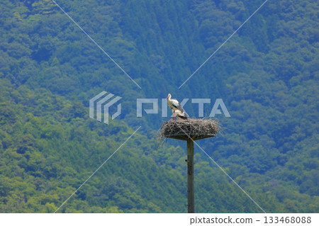 A stork resting on an artificial nest tower at Stork Village Park in Toyooka City, Hyogo Prefecture 133468088